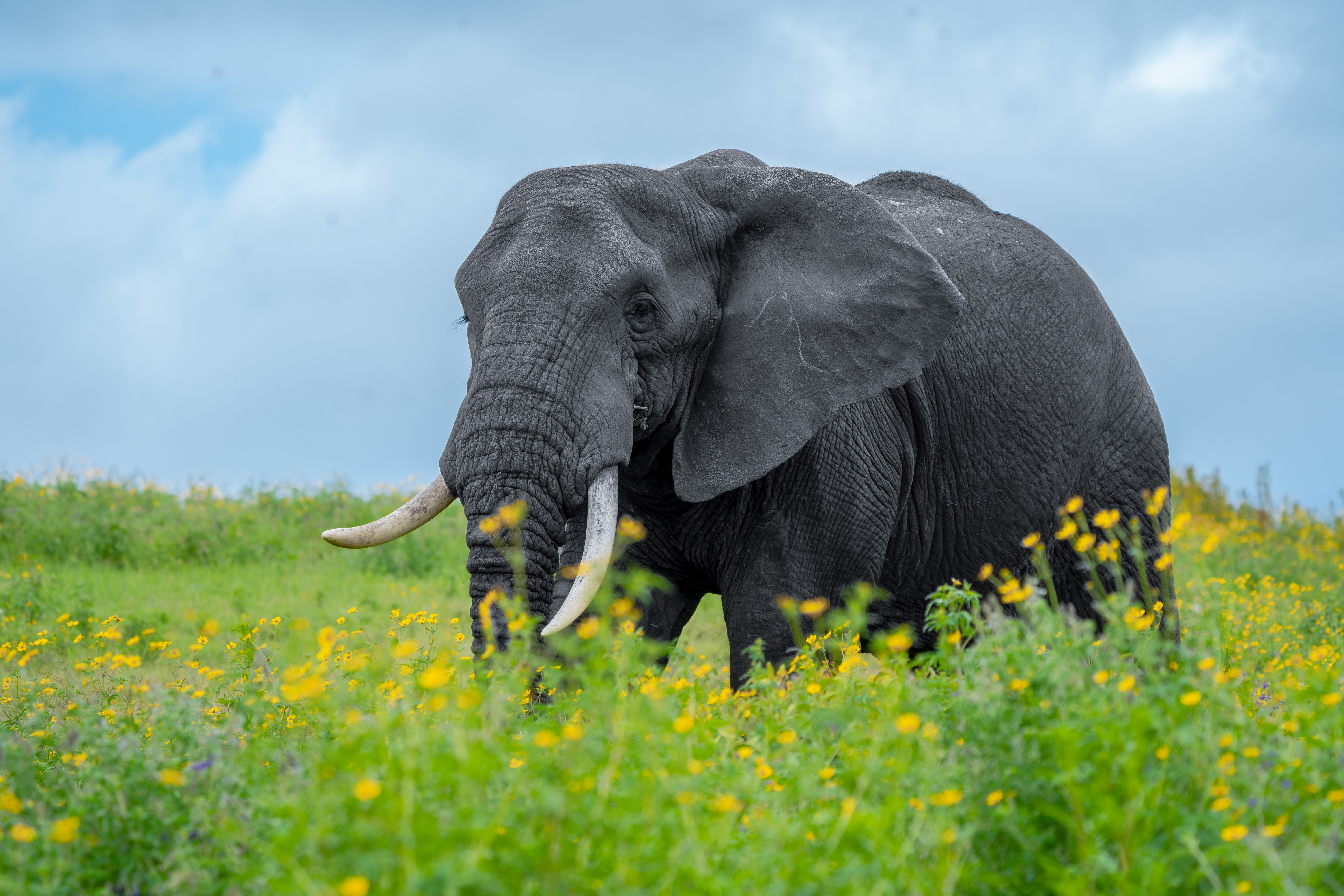 Elephants