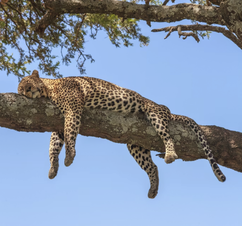 Leopard in tree