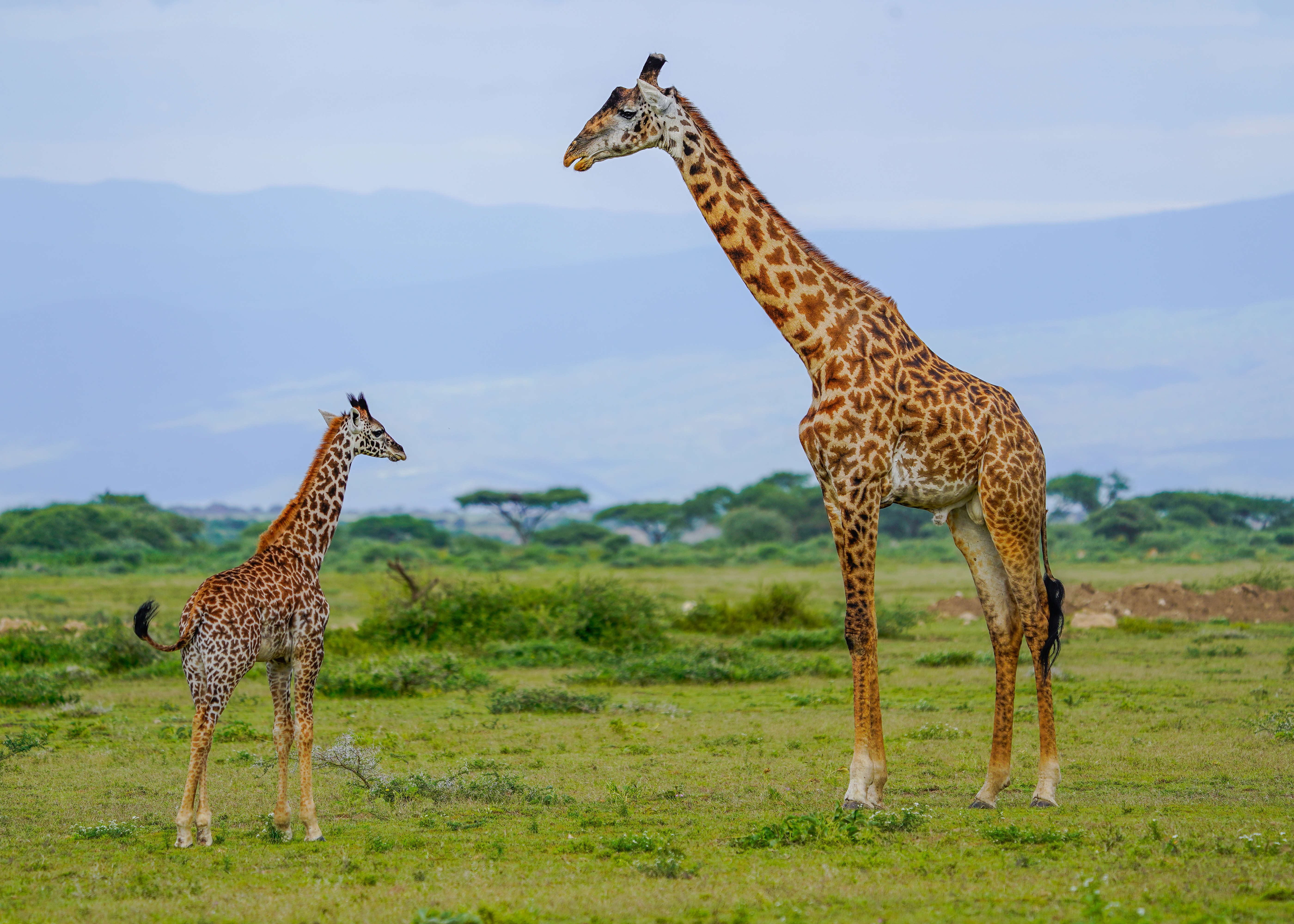 Giraffe