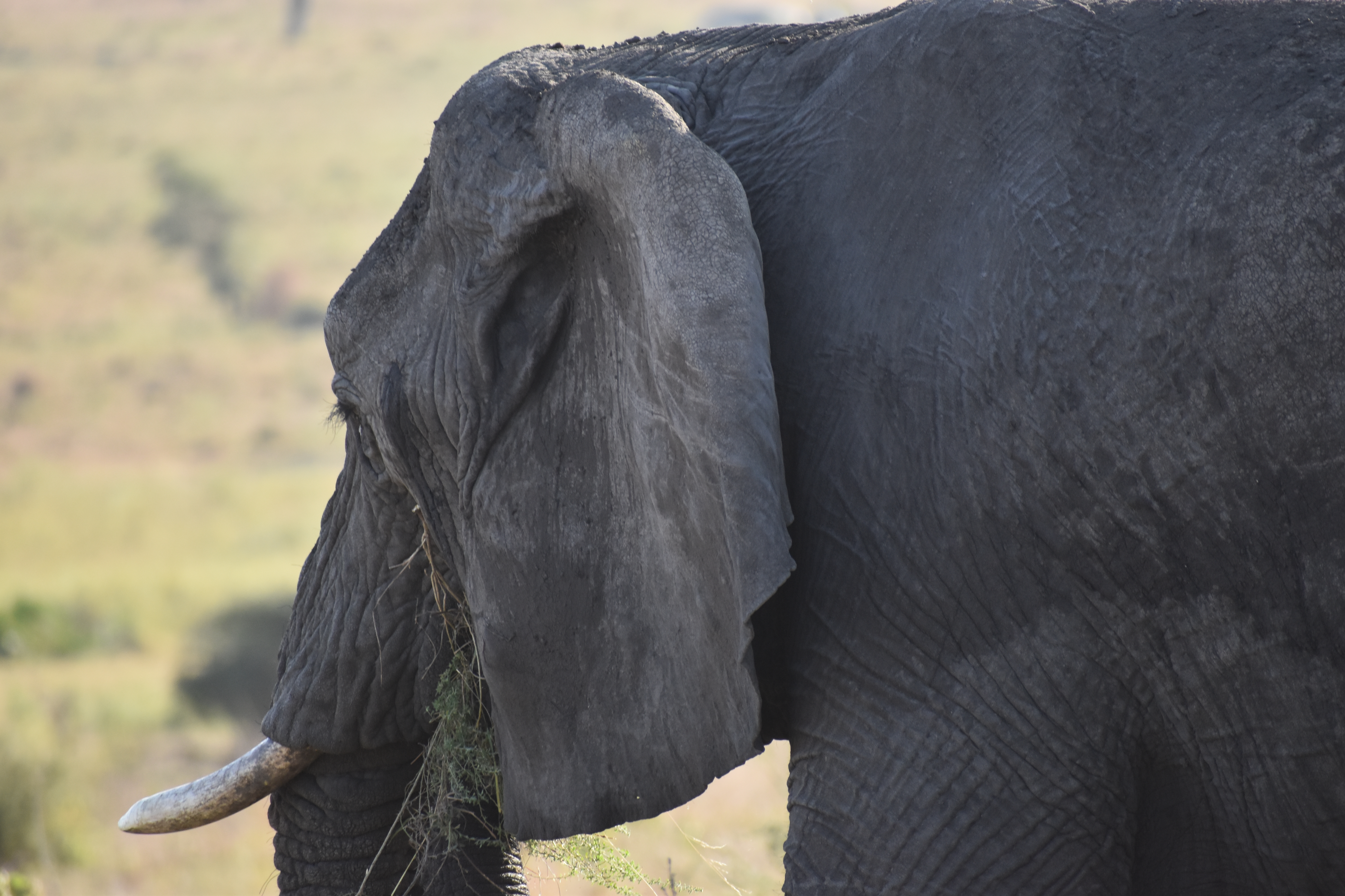 Essential Tanzania Safari